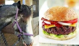 在线观看马肉,揭秘马肉在线观看现象